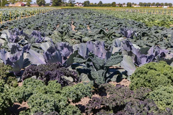 Closeup Arable Field Differint Kinds Cabbage Red Cabbage Green Cabbage — Stock Photo, Image