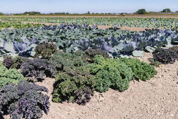 Arable Field Differint Kinds Cabbage Red Cabbage Green Cabbage Cauliflower — Stock Photo, Image