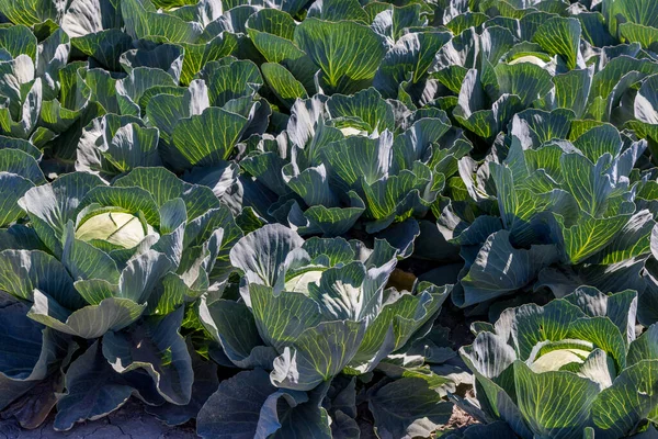 荷兰的Closeup Arable Field Green Cabbage — 图库照片