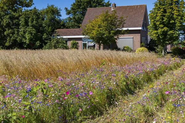 オランダ北部のオートフィールドに沿って野生の花の境界線を持つ自然包括的な農業は 生物多様性にプラスの影響を与えます — ストック写真