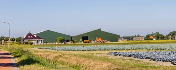 Akkerbouwveld Met Verschillende Soorten Kool Zoals Rode Kool Groene Kool — Stockfoto