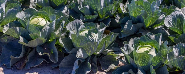 Arable Field Differint Kinds Cabbage Red Cabbage Green Cabbage Cauliflower — Stock Photo, Image