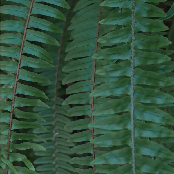 Helecho Polypodiophyta Fondo con hojas verdes de selva tropical de cerca verde oscuro, planta de bosque floral natural, fondo patrón —  Fotos de Stock