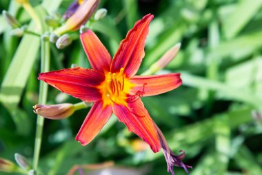 Parkta kırmızı zambak açar.