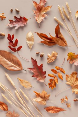 Sonbahar kompozisyonu. Bej bir arkaplanda bırakır. Desen