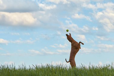 Macar Vizsla köpeği yazın doğada yürüyüşe çıkıyor.