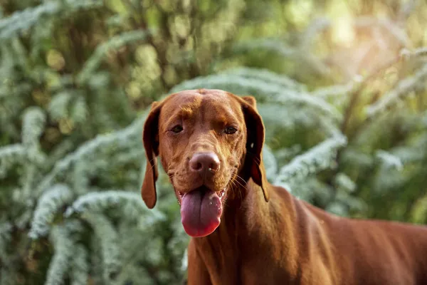 Race Hongroise Chiens Est Promenade Été Dans Nature Chien Joue — Photo