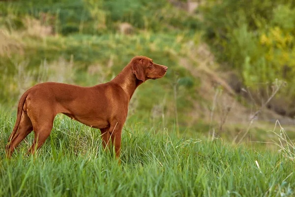 Race Hongroise Chiens Est Promenade Été Dans Nature Chien Joue — Photo