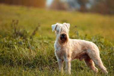 Köpek cinsi yazın doğada yürüyüşe çıkar. Köpek efendisiyle oynuyor..