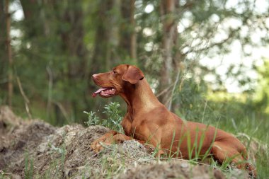 Köpek cinsi yazın doğada yürüyüşe çıkar. Köpek efendisiyle oynuyor..
