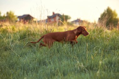 Köpek cinsi yazın doğada yürüyüşe çıkar. Köpek efendisiyle oynuyor..