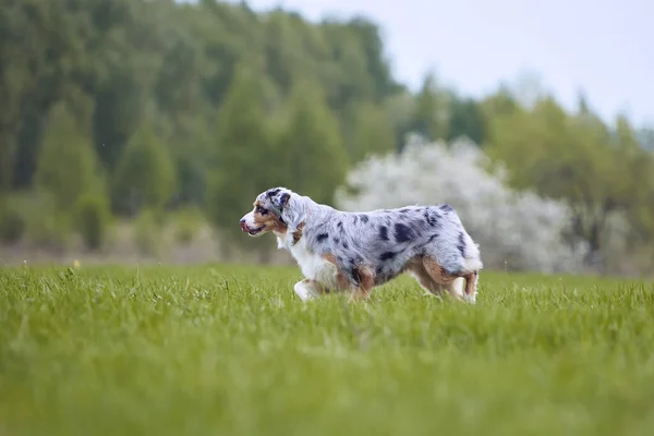 Ράτσα Σκύλου Είναι Μια Βόλτα Καλοκαίρι Στη Φύση Σκύλος Παίζει — Φωτογραφία Αρχείου