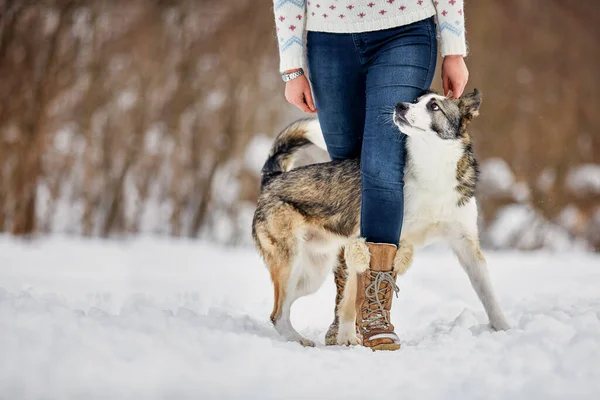 Cane Cammina Inverno Nella Natura Con Suo Proprietario Allenano Giocano — Foto Stock