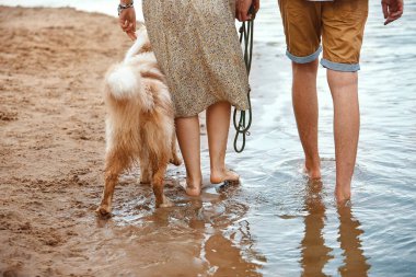 Köpek cinsi yazın doğada yürüyüşe çıkar. Köpek efendisiyle oynuyor..     