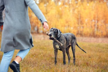 Köpek cinsi yazın doğada yürüyüşe çıkar. Köpek efendisiyle oynuyor..     