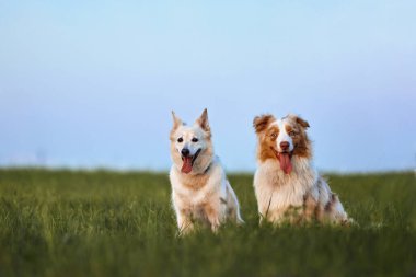 Köpek cinsi yazın doğada yürüyüşe çıkar. Köpek efendisiyle oynuyor..     