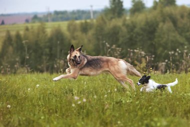 Köpek cinsi yazın doğada yürüyüşe çıkar. Köpek efendisiyle oynuyor..     