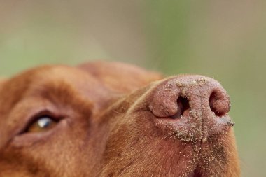Köpek cinsi yazın doğada yürüyüşe çıkar. Köpek efendisiyle oynuyor..              