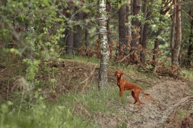 Köpek cinsi yazın doğada yürüyüşe çıkar. Köpek efendisiyle oynuyor..              