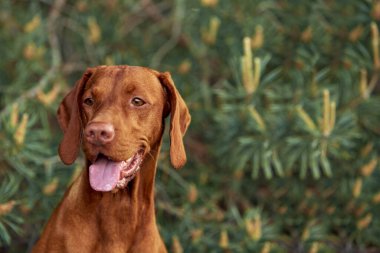 Köpek cinsi yazın doğada yürüyüşe çıkar. Köpek efendisiyle oynuyor..              