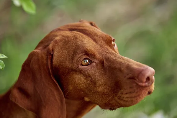 Die Hunderasse Geht Sommer Der Natur Spazieren Der Hund Spielt — Stockfoto