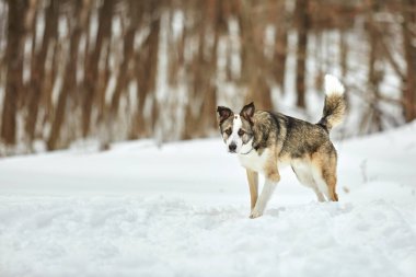 Köpek kışın sahibiyle birlikte doğada yürür. Antrenman yapıp oynuyorlar.            