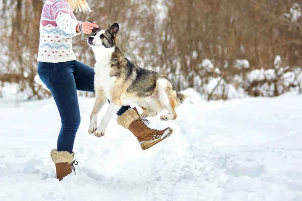 Chien Promène Hiver Dans Nature Avec Son Propriétaire Ils Entraînent — Photo