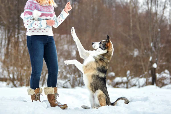Cane Cammina Inverno Nella Natura Con Suo Proprietario Allenano Giocano — Foto Stock