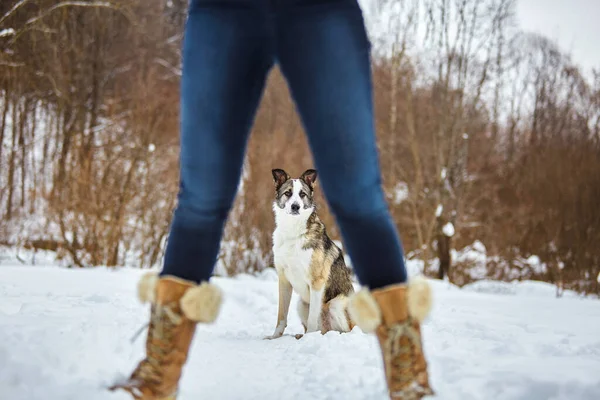 Chien Promène Hiver Dans Nature Avec Son Propriétaire Ils Entraînent — Photo