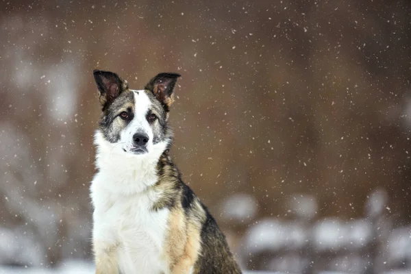 Chien Promène Hiver Dans Nature Avec Son Propriétaire Ils Entraînent — Photo