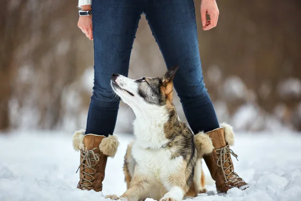 Chien Promène Hiver Dans Nature Avec Son Propriétaire Ils Entraînent — Photo