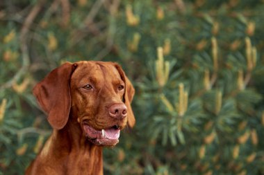 Köpek cinsi yazın doğada yürüyüşe çıkar. Köpek efendisiyle oynuyor.. 