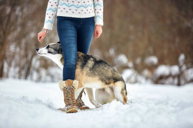 Köpek kışın sahibiyle birlikte doğada yürür. Antrenman yapıp oynuyorlar.