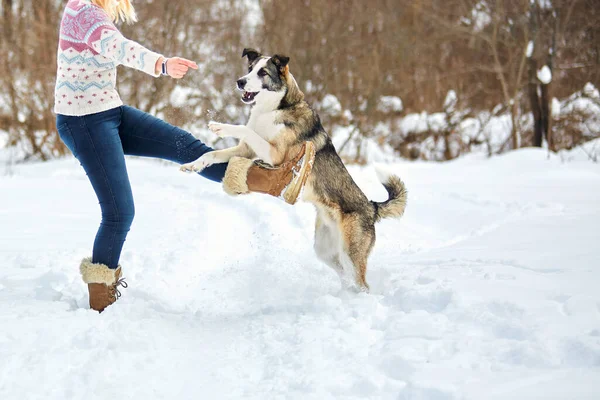 Собака Гуляет Зимой Природе Своим Хозяином Тренируются Играют — стоковое фото