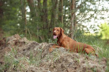 Köpek cinsi yazın doğada yürüyüşe çıkar. Köpek efendisiyle oynuyor..
