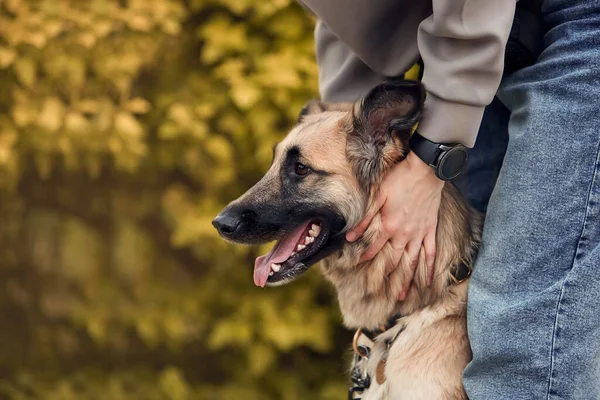Köpek cinsi yazın doğada yürüyüşe çıkar. Köpek efendisiyle oynuyor..