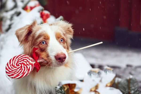 Lindo Perro Pasea Las Calles Navidad Año Nuevo Perro Una —  Fotos de Stock