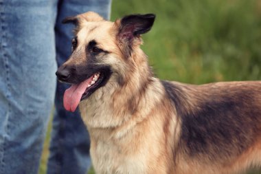 Köpek cinsi yazın doğada yürüyüşe çıkar. Köpek efendisiyle oynar. Pankart. Köpek kışın sahibiyle birlikte doğada yürür. Antrenman yapıp oynuyorlar..           