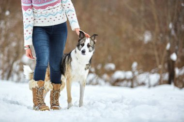 Köpek kışın sahibiyle birlikte doğada yürür. Antrenman yapıp oynuyorlar..