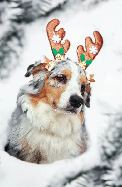 Słodki Pies Spaceruje Ulicach Bożego Narodzenia Nowego Roku Pies Udekorowanym — Zdjęcie stockowe