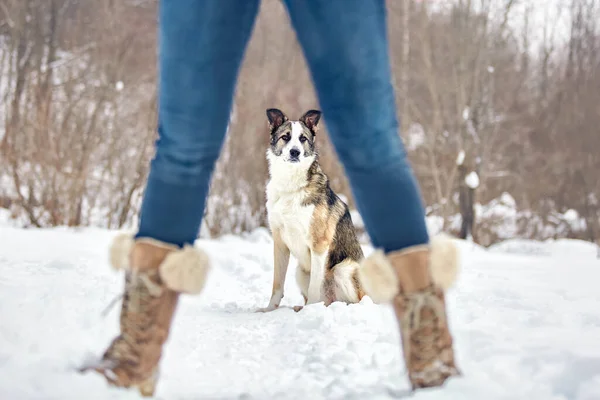 Chien Promène Hiver Dans Nature Avec Son Propriétaire Ils Entraînent — Photo