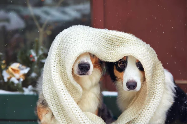 Cane Cammina Inverno Nella Natura Con Suo Proprietario Allenano Giocano — Foto Stock