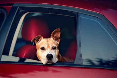 Köpek sahibinin kırmızı arabasına biner. Köpek arabanın penceresinden dışarı bakar. Yaşam biçimi.