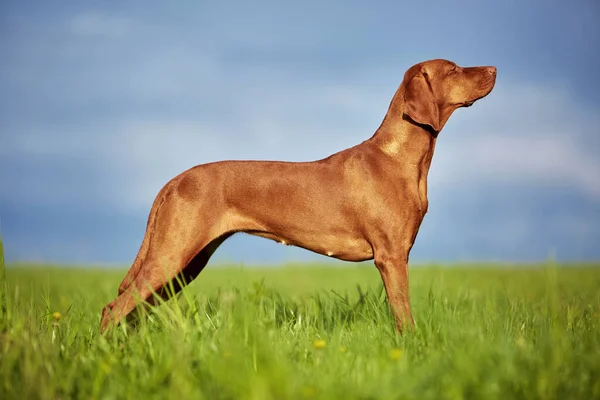 Hond Ras Een Wandeling Zomer Natuur Hond Speelt Met Zijn — Stockfoto