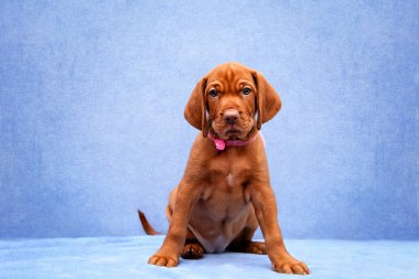  Oturma odasındaki kanepede küçük kahverengi bir köpek yavrusu oturuyor. Macar Vizsla