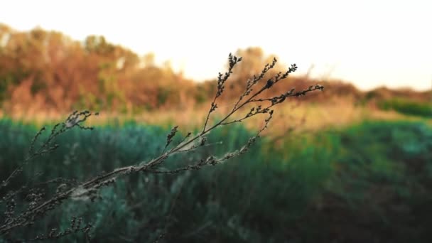 Zelená louka šustí ve větru, krásné vlny, plevel, stepní — Stock video