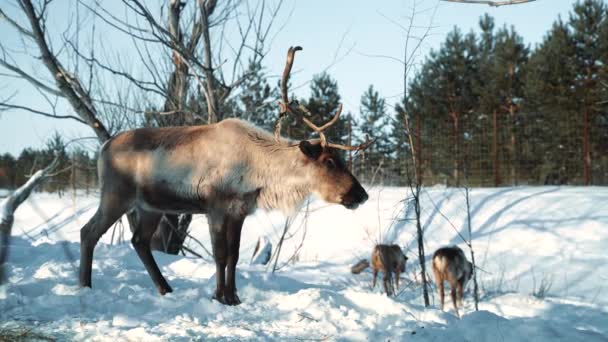 Взрослый олень сбрасывает свои старые рога в конце зимы — стоковое видео