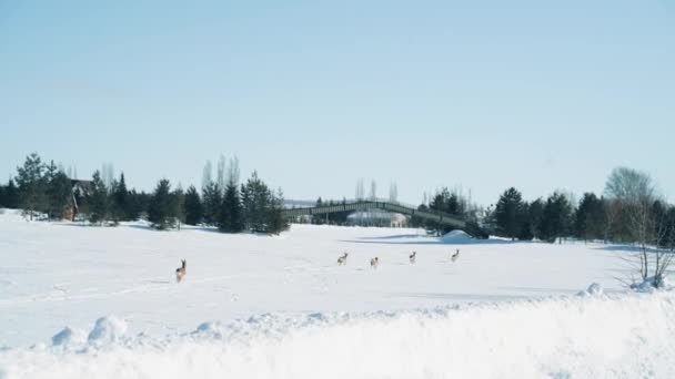 Eine Herde kleiner Hirsche galoppiert spielerisch über ein weißes schneebedecktes Feld — Stockvideo