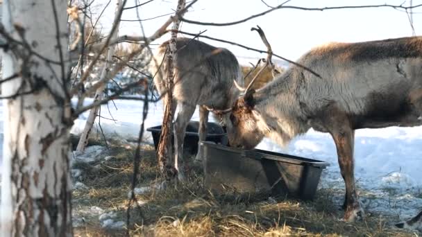 Een volwassen hert dat aan het eind van de winter zijn oude gewei uitstort — Stockvideo