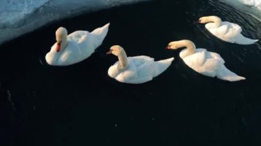 Güzel beyaz kuğular, yedekte suni bir su deposunda yüzerler.